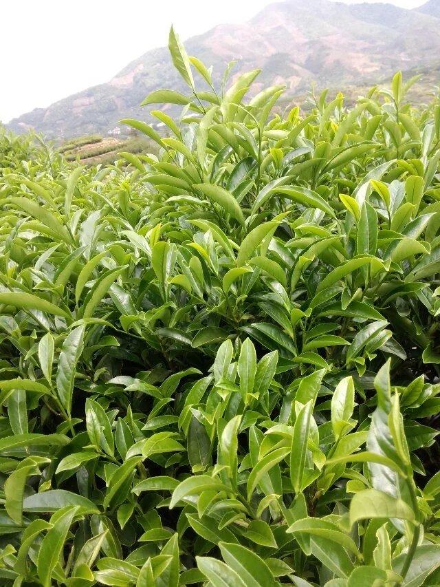 凤凰镇凤凰山茶区凤凰单枞茶园图片 (4/15)