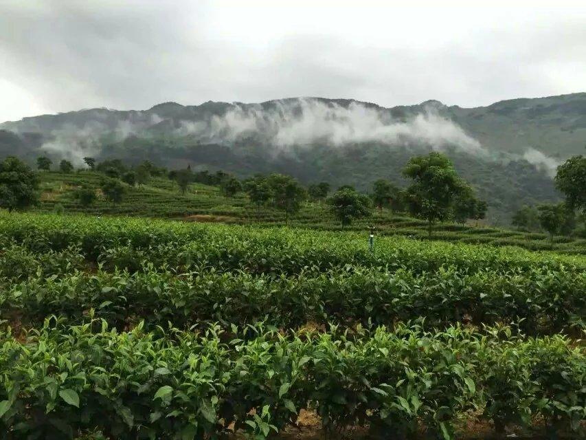 凤凰单丛名茶茶园茶叶景色 (9/22)