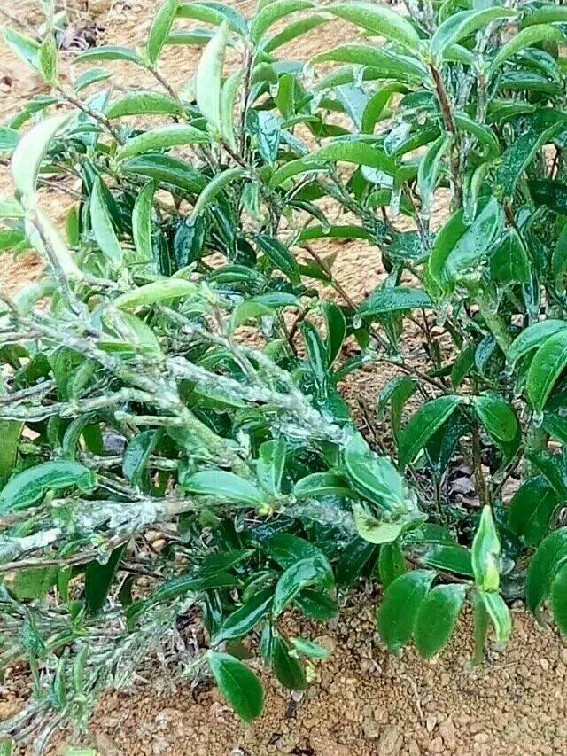 凤凰单丛名茶茶园茶叶景色 (10/22)