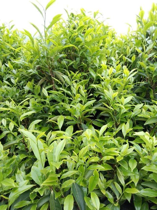 凤凰镇凤凰山茶区凤凰单枞茶园图片 (11/15)