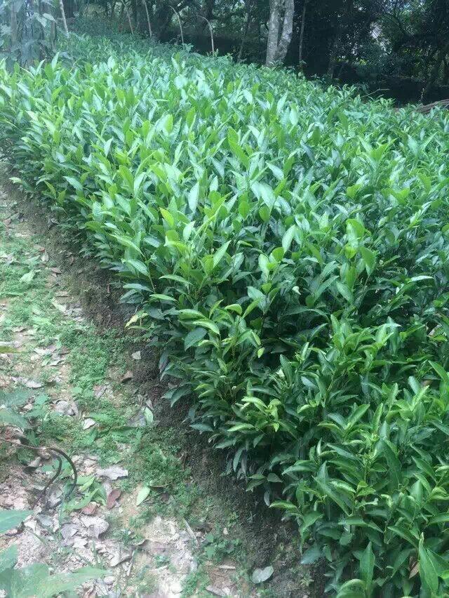 广东凤凰山茶叶凤凰单丛欣赏 (9/20)