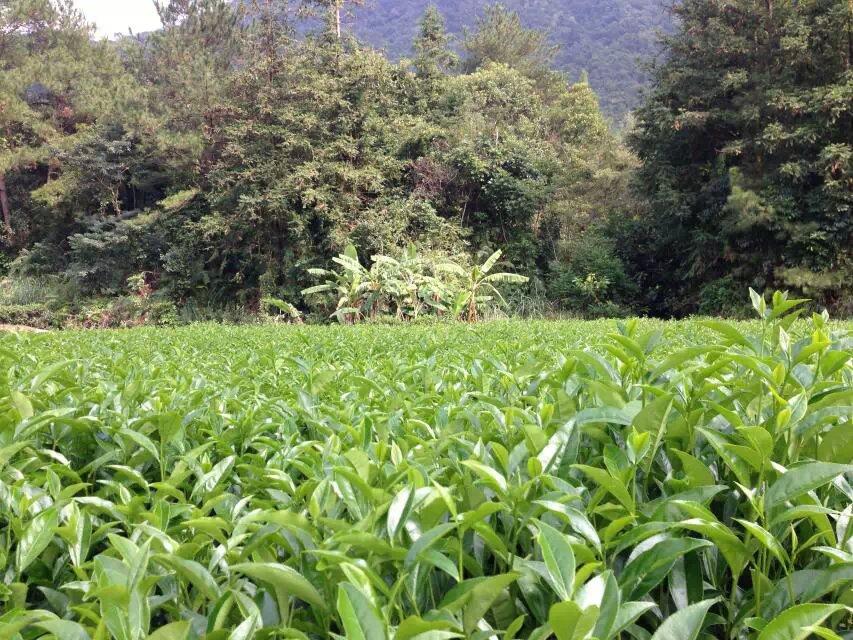 美丽家乡广东名茶凤凰单丛茶 (19/23)