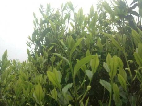 家乡名茶凤凰单丛茶叶图片4 (
