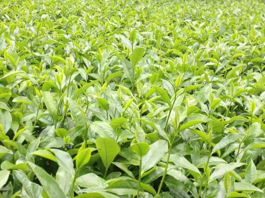 广东凤凰山茶叶凤凰单丛欣赏 (4/20)