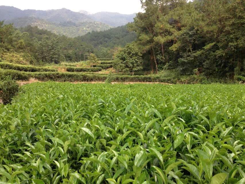 美丽家乡广东名茶凤凰单丛茶 (18/23)