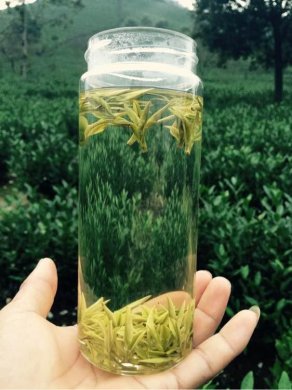 原产地安吉白茶茶园摄影 (2/30