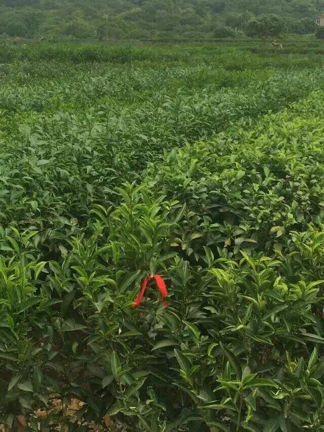 广东凤凰山茶叶凤凰单丛欣赏 (8/20)