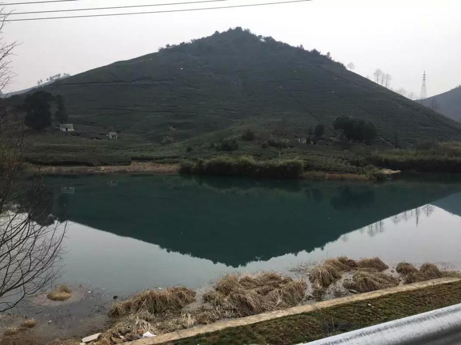 我的茶园茶叶制作过程欣赏10 (10/55)