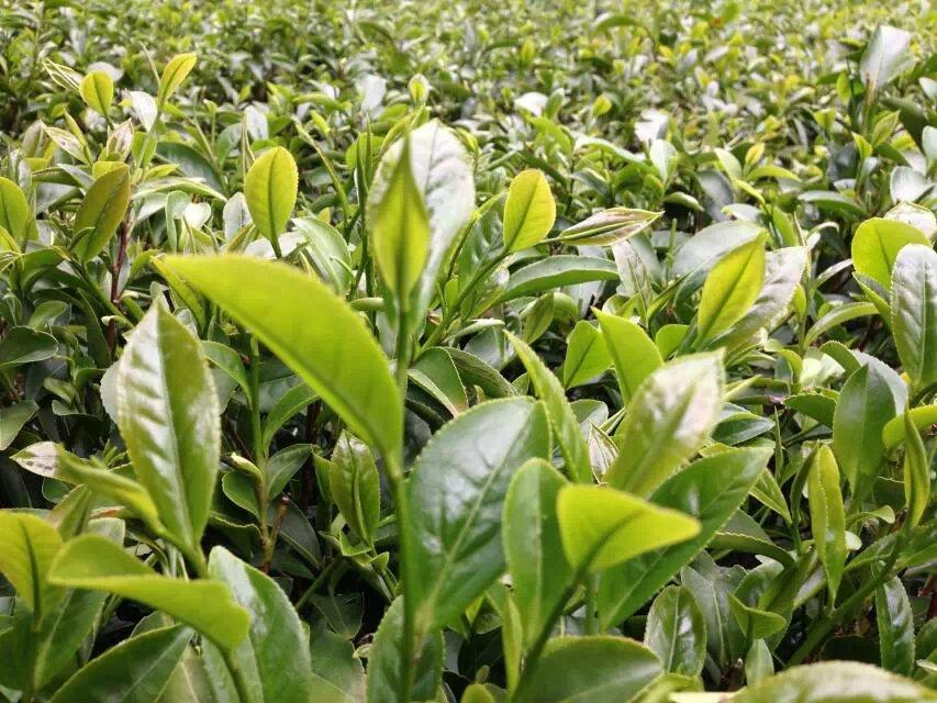 美丽家乡广东名茶凤凰单丛茶 (14/23)