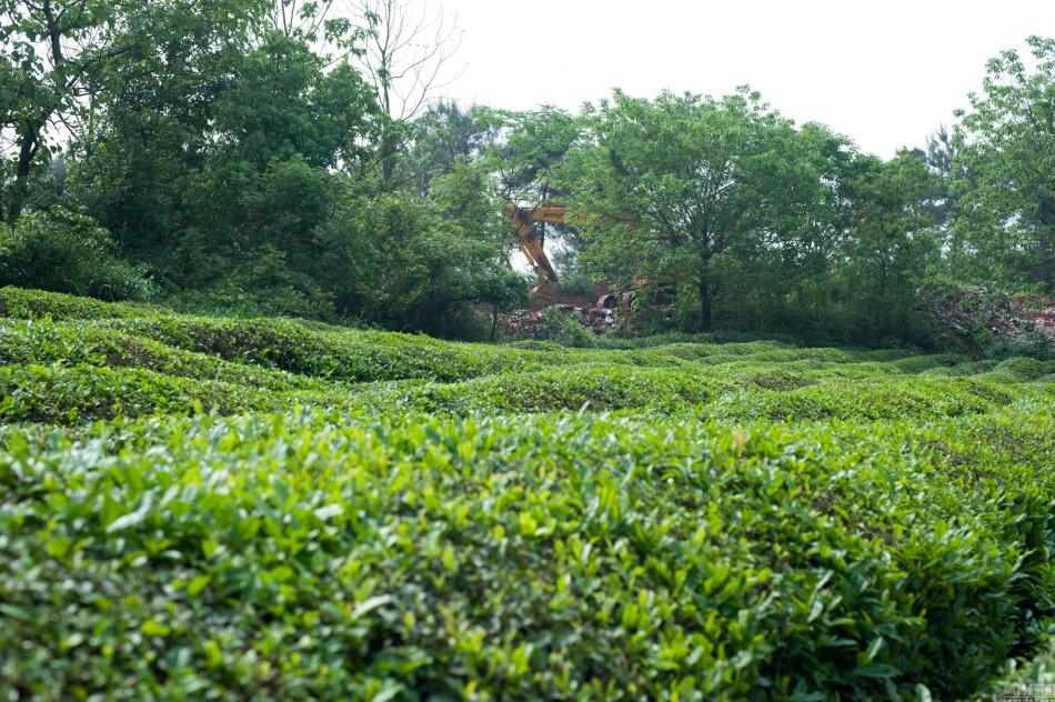浙江金华茶园景区图片 (2/2)
