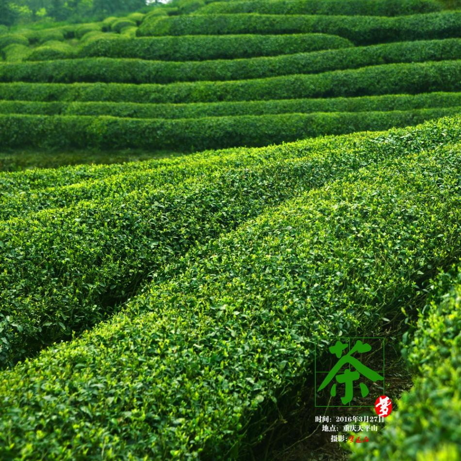 清明前游茶山记8 (8/20)