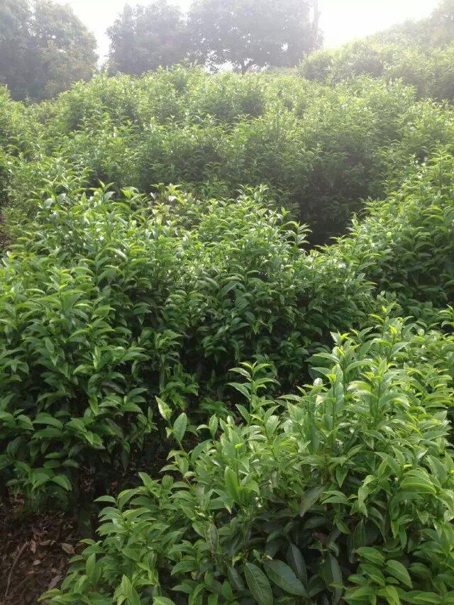 广东凤凰山茶叶凤凰单丛欣赏 (5/20)