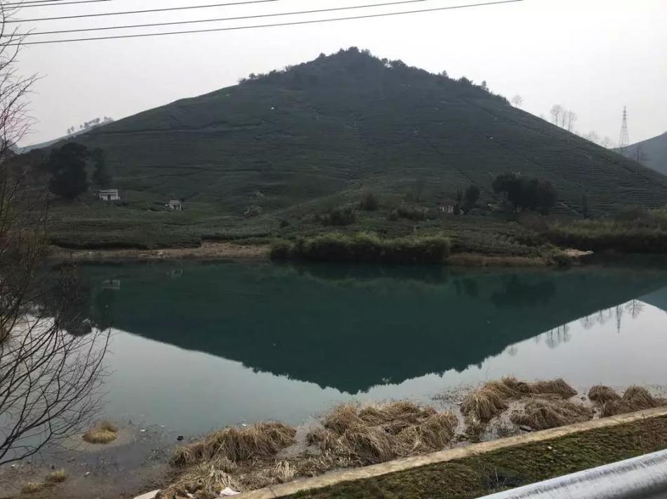 我的茶园茶叶制作过程欣赏9