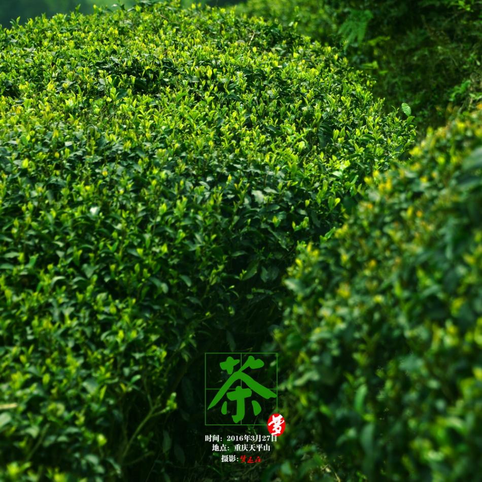 清明前游茶山记6 (6/20)