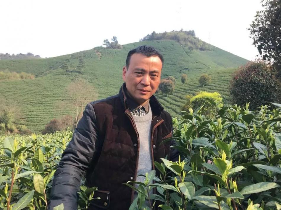 我的茶园茶叶制作过程欣赏48 (48/55)