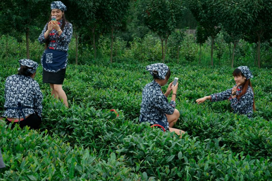 青岛黄岛区茶园美女采茶图片