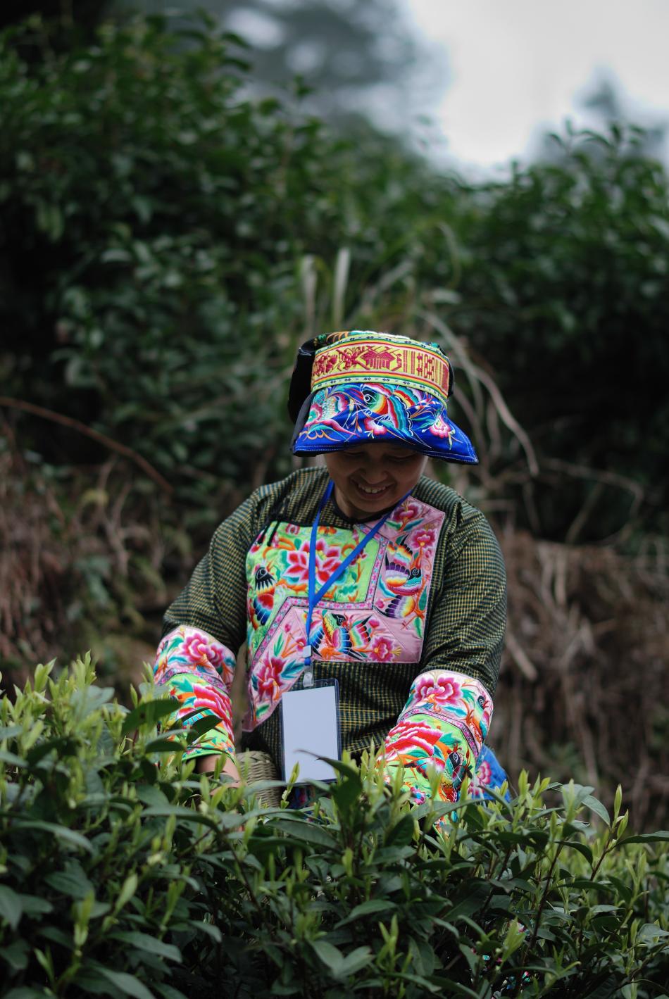 采茶姑娘采摘明前茶图片9
