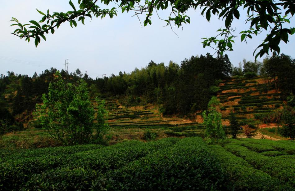 茶山茶树茶园茶绿清明11