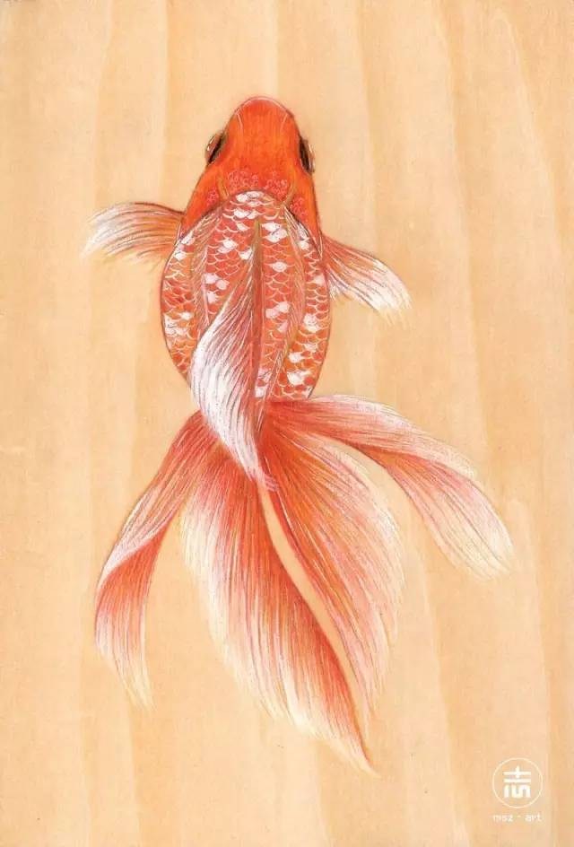 细腻柔和的花鸟虫鱼和美女插画