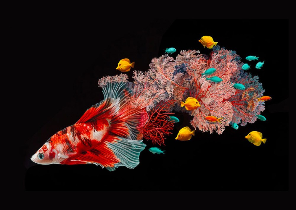 鱼和珊瑚：Lisa Ericson超现实主义绘画作品