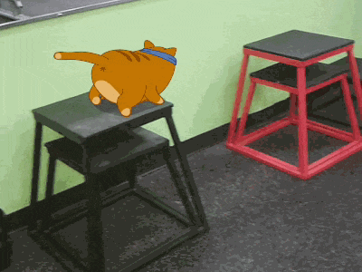 努力减肥的肥猫咪