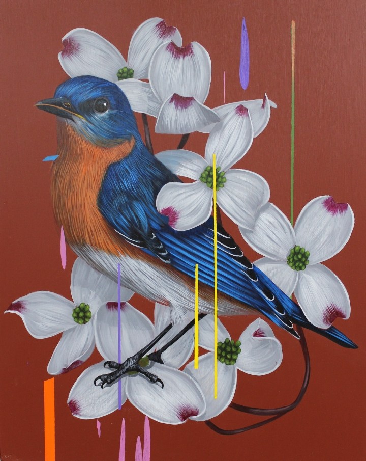 Frank Gonzales丰富多彩的鸟类插画作品欣赏