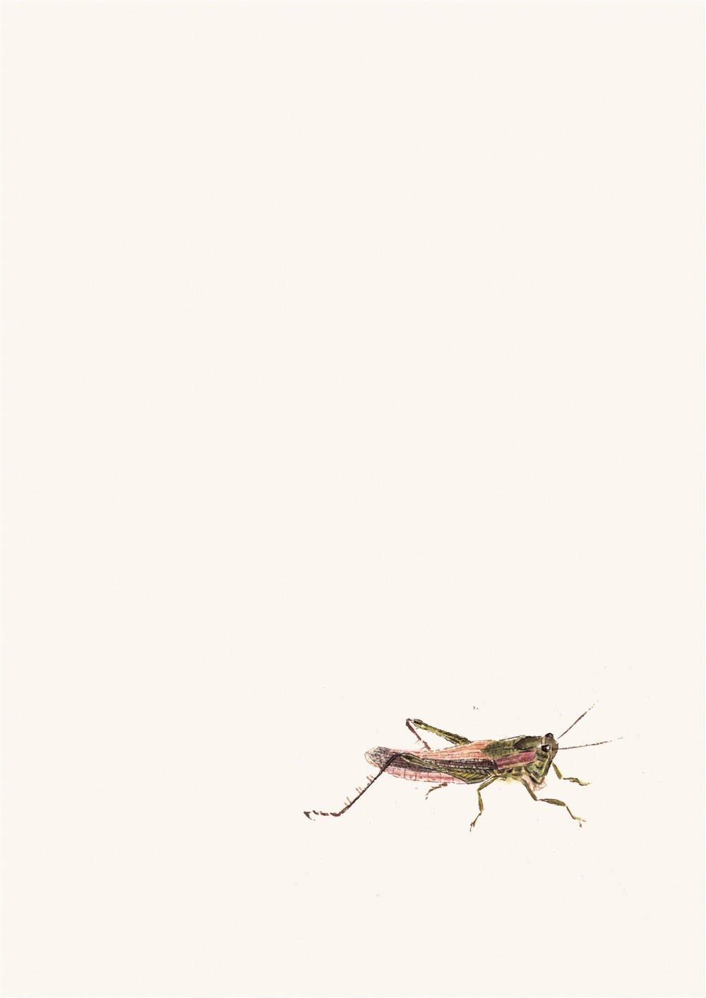 近期草虫练习