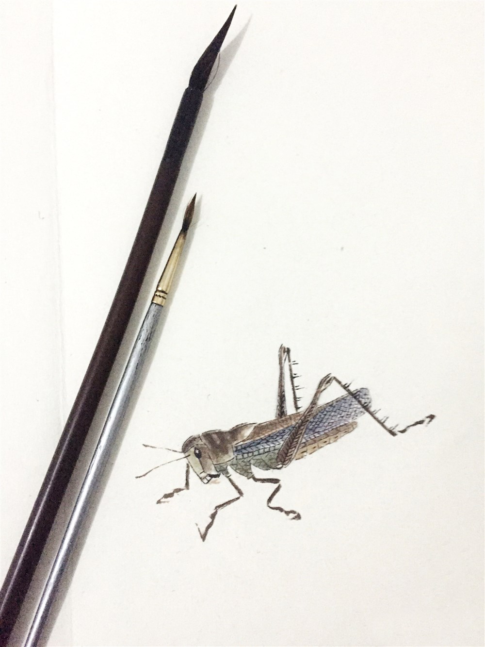 草虫