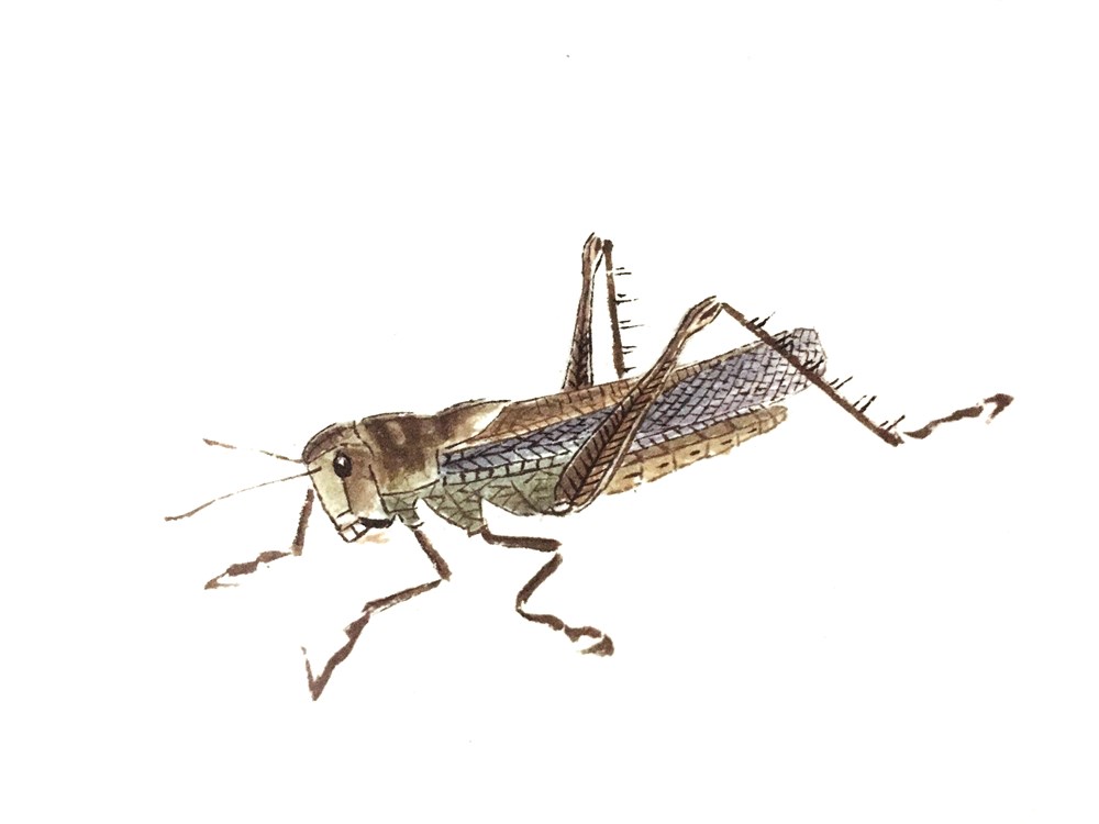 草虫