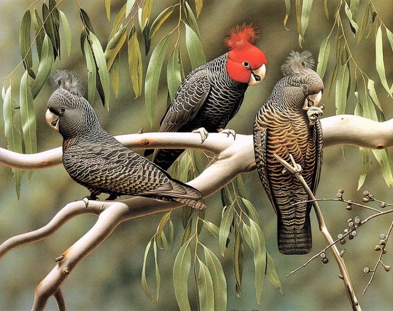 超写实的花鸟动物绘画艺术作品