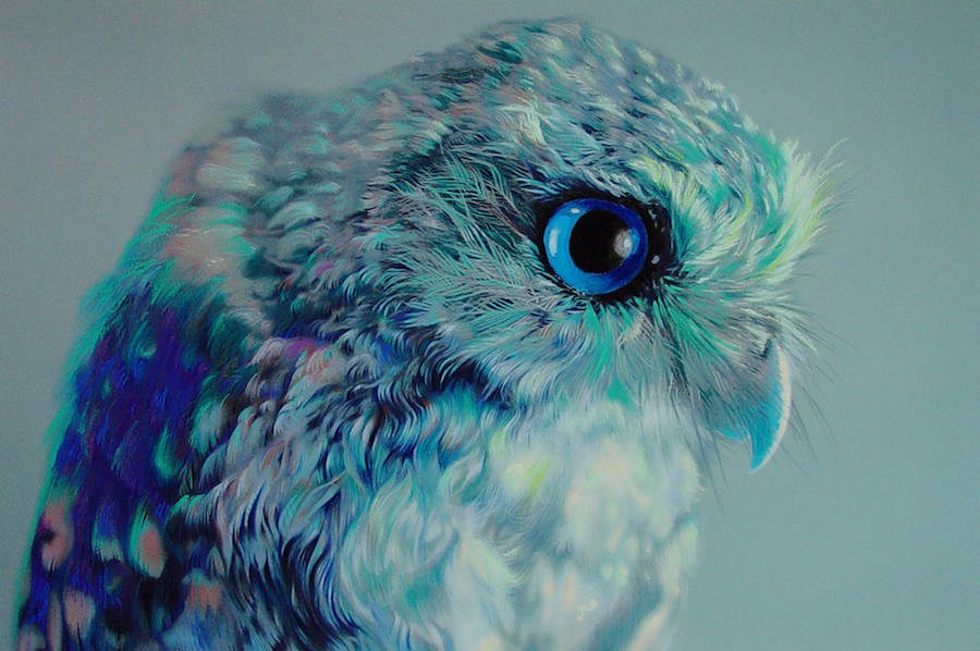 细腻精美的猫头鹰插画设计作品