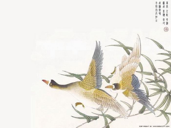 精细花鸟工笔画
