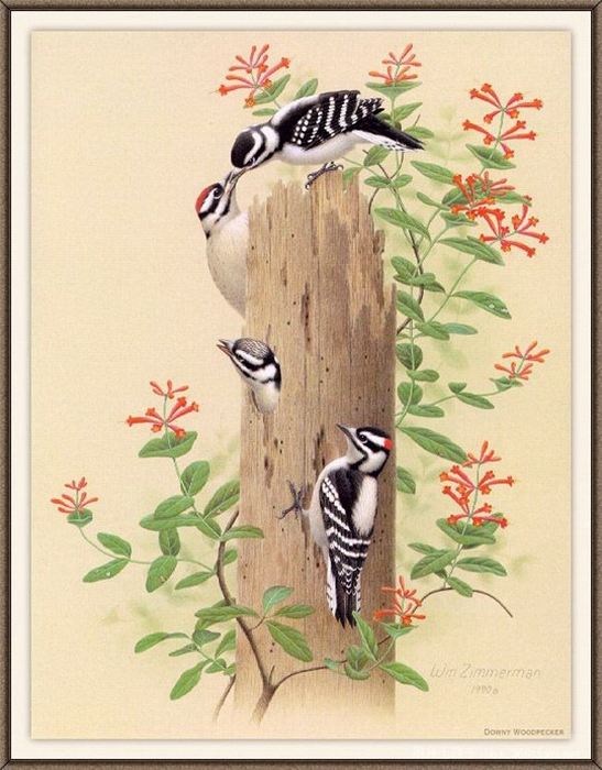 精细花鸟工笔画