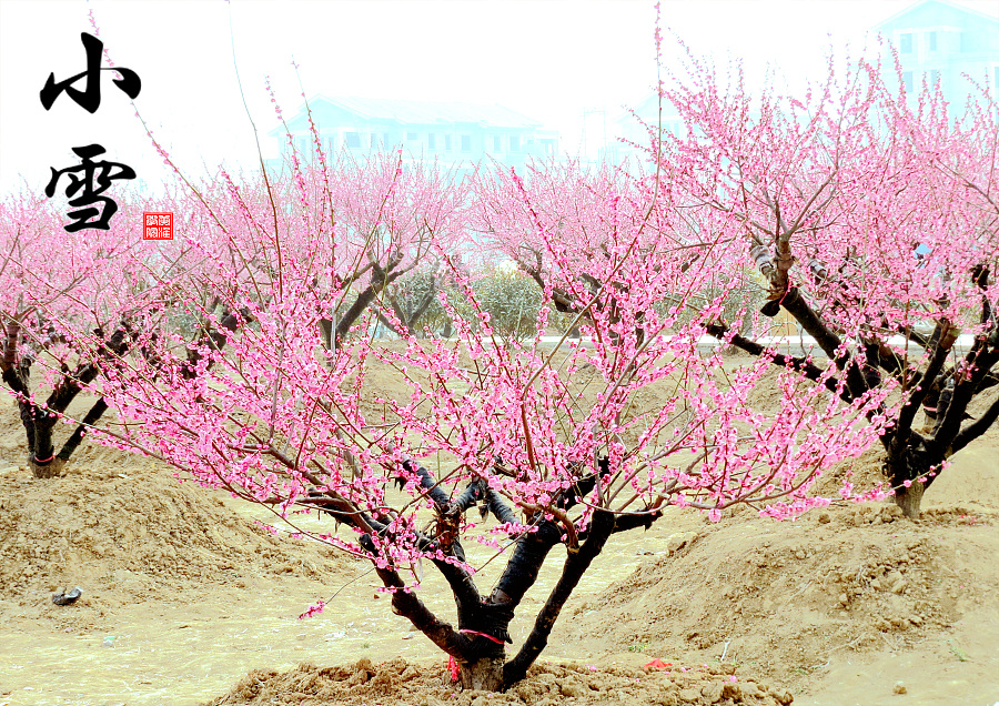 中国风节气海报