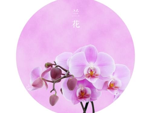 中国风-素雅风-兰花紫-古风-紫色