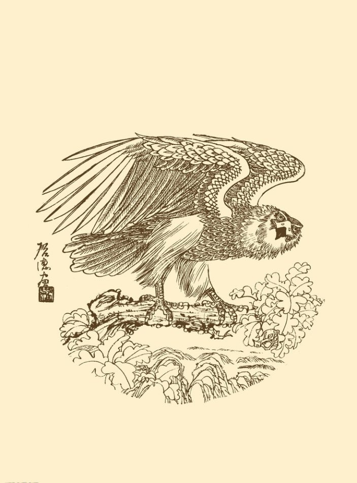 精美的鹰姿白描绘画艺术作品（一）