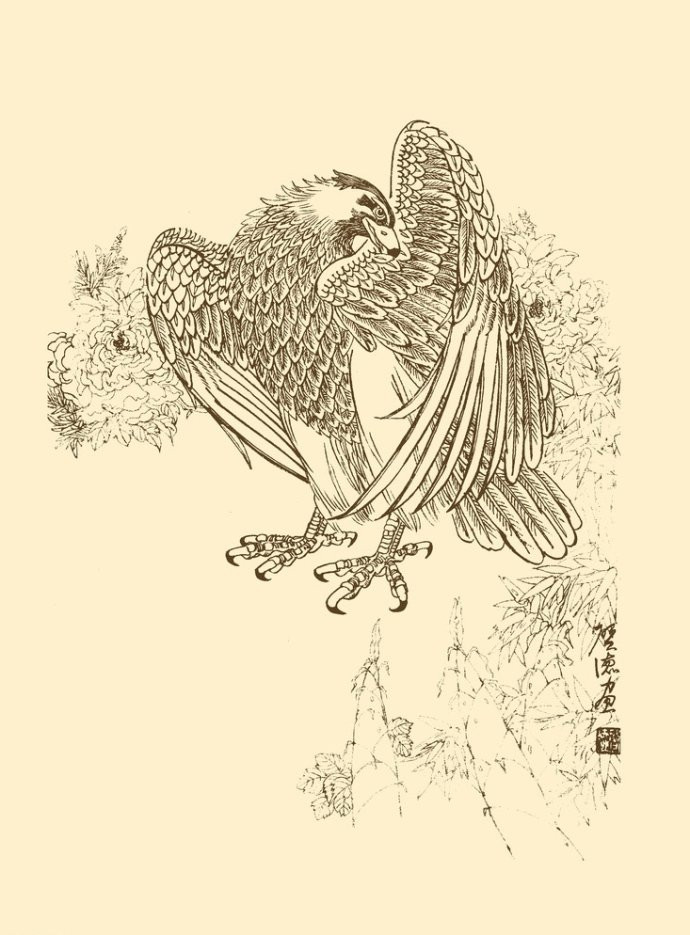 精美的鹰姿白描绘画艺术作品（一）