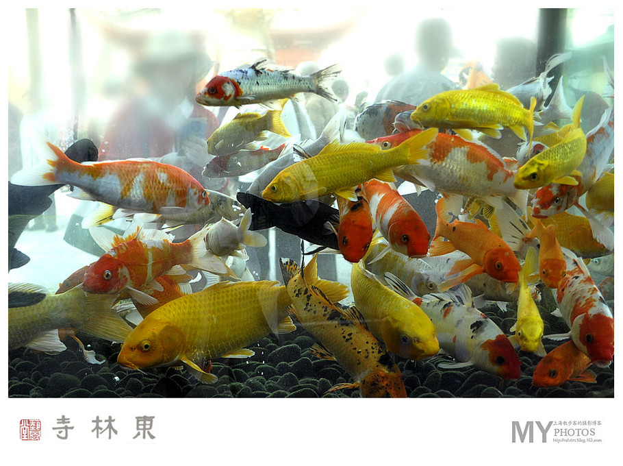 上海金山东林寺摄影艺术作品